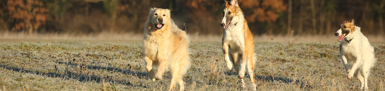 borzoi